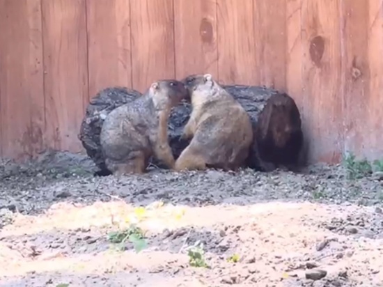 В Ростовский зоопарк прибыла пара степных сурков