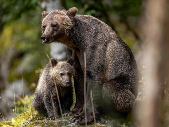 Медведица с медвежонком вышли из леса к людям в Киясовском районе
