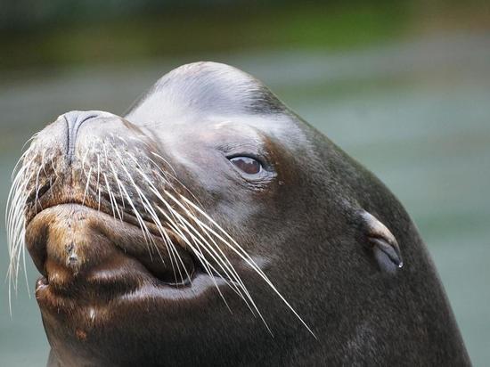 Вопрос переезда животных из Мурманского океанариума в столичный зоопарк решен окончательно