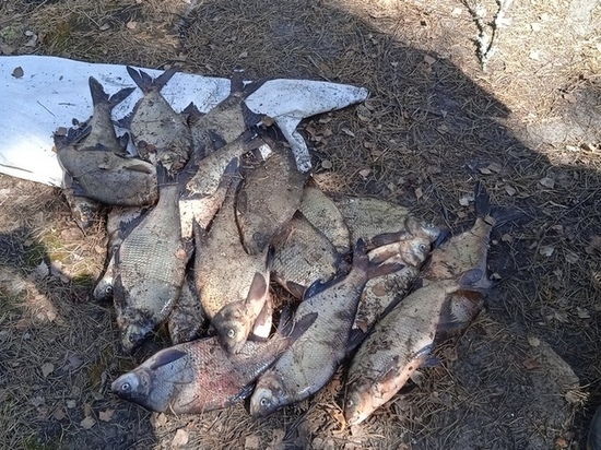 Рыбак поймал 22 леща в реке Оять и стал фигурантом уголовного дела