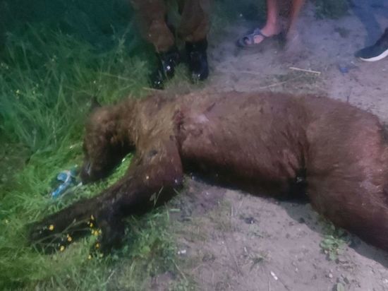 В Красноярском крае застрелили медведя, вышедшего к жителям