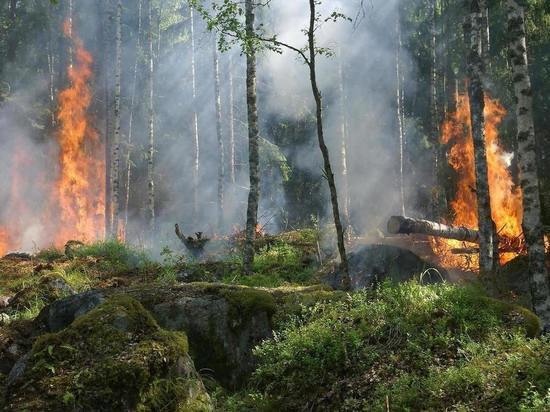 Зону контроля за пожарами уменьшили в Забайкалье на 1 млн гектаров в 2022 году