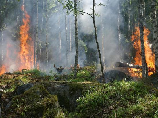 Минприроды: Забайкалью хватает кадров для тушения лесных пожаров
