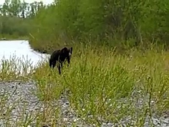 «Всё, опасно!»: медведь близко подошел к рыбакам на Сахалине