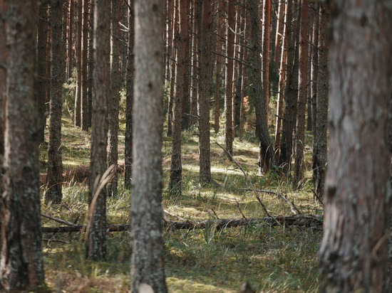 Тверич незаконно вырубил деревья на 2,6 млн рублей в Великолукском районе