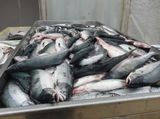 Итогом сельдевой путины в Хабаровском крае стали добытые почти 14 тонн рыбы