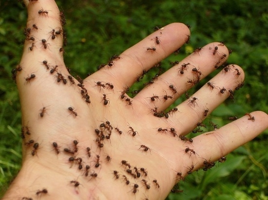 Муравьи разбегутся в ужасе: десять простых способов избавиться от насекомых-вредителей в саду и огороде