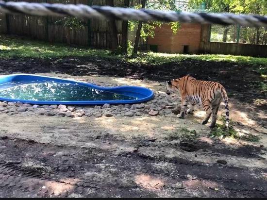Пензенскому тигру на день рождения подарили бассейн