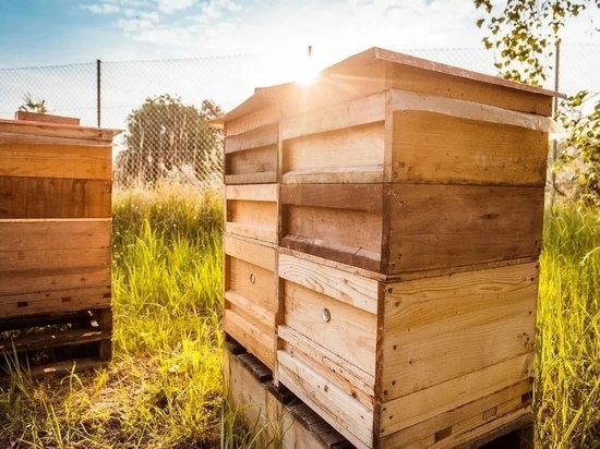 Во Владимирской области перестали гибнуть пчелы