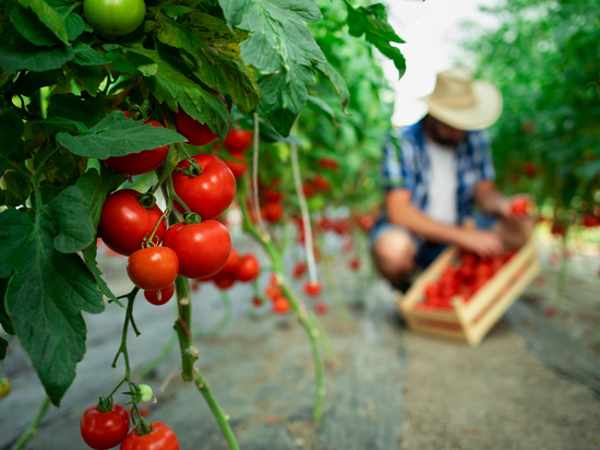 В Липецкой области собрали 44 тысячи тонн помидоров