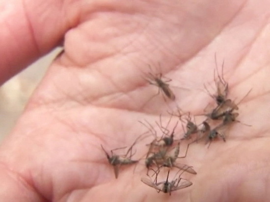 В Нягани от комаров спасают 