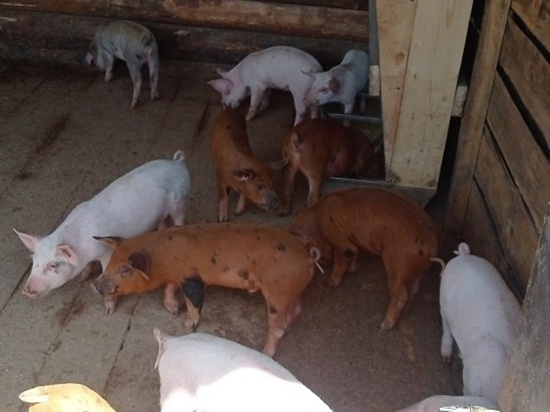 Житель Мухоршибирского района Бурятии неправильно содержал свиней