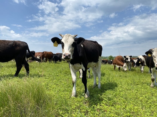 Пензенские животноводы рассказали, каких коров выращивают в регионе