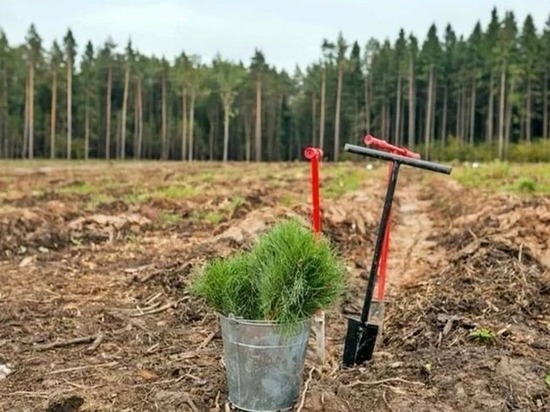 В этом году в Нижегородской области планируется восстановить 14,2 тысячи гектаров леса