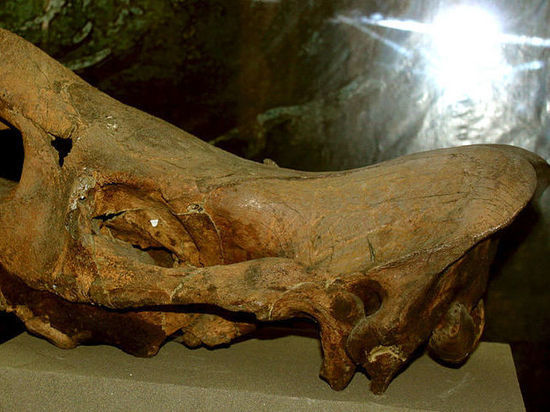 В Хакасии обнаружили пещеру гиен, а в ней кости предка шерстистого носорога