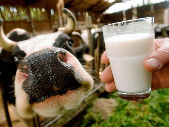 Производство молока растет в Нижегородской области