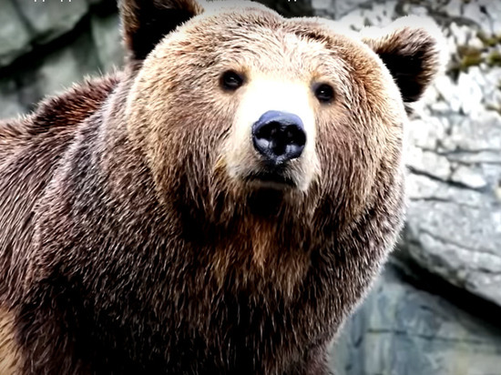 Под Кирово-Чепецком сняли на видео бурого медведя в маске