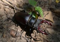 Страшные жуки размером с половину ладони взрослого человека стали пугать по вечерам дачников в Серебряных Прудах