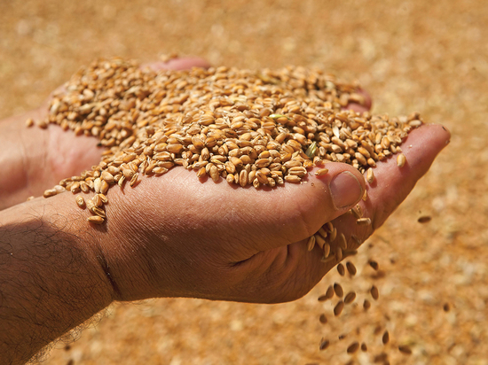 С 1 июля в России начинается госмониторинг зерна