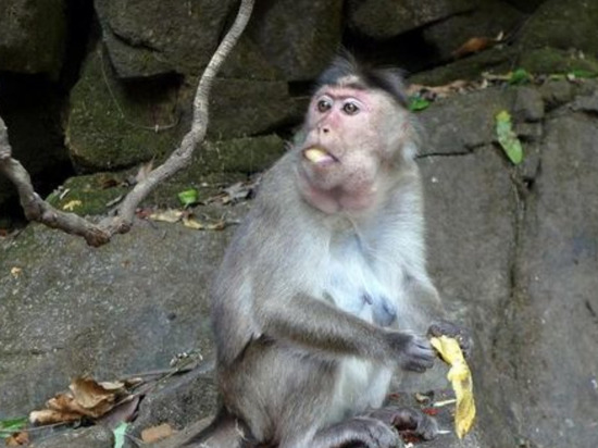 Financial Times: оспа обезьян стала мутировать быстрее при передаче между людьми