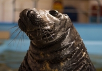 Тюленей мурманского океанариума перевезут в Московский зоопарк, где они будут содержаться, пока в Мурманске не будет построен новый океанариум. Случится это в середине июля. Сейчас животные находятся на карантине. 