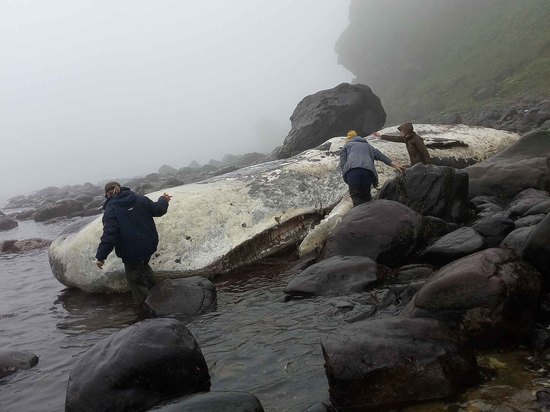 17-метрового кита выбросило на берег Курильских островов