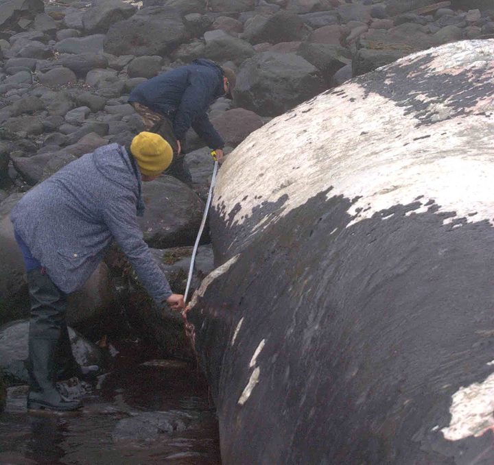Une baleine de 17 mètres s'est échouée sur le rivage des îles Kouriles