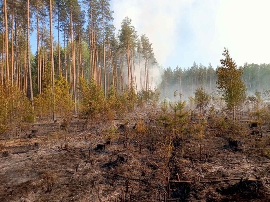 В Ивановской области пожар уничтожил лесной массив
