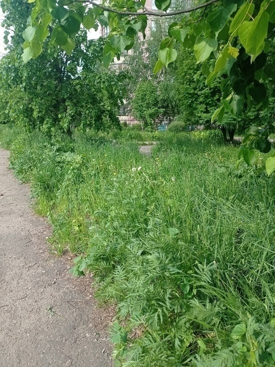 Ярославцы опять жалуются на нескошенную траву