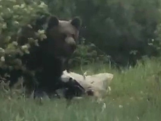Огромного медведя заметили на севере Сахалина