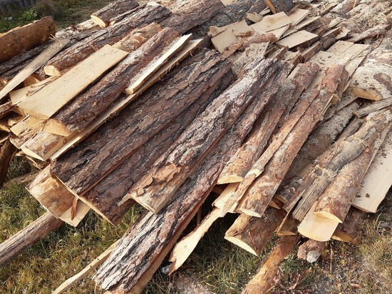 На аэродроме в Логиново незаконно вырубили более 200 деревьев
