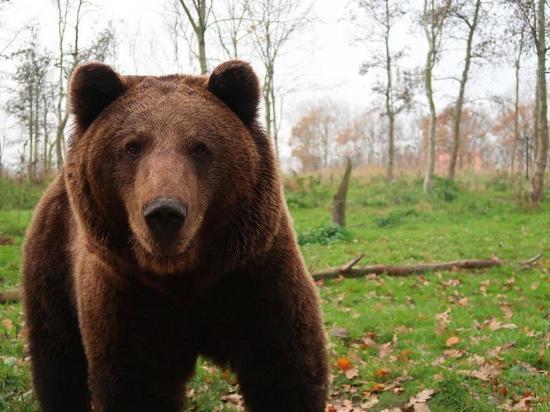 В Омской области произошло нападение медведя на домашний скот