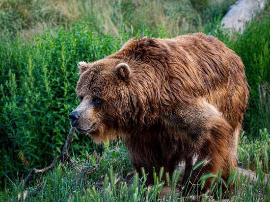 В городе Карелии ввели карантин из-за зараженного медведя
