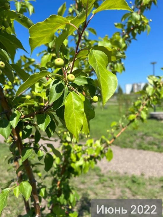 В Красноярске в парке «Солнечная поляна» начали плодоносить яблони