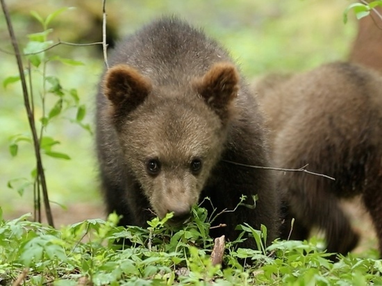 Старшие медвежата из приюта в Тверской области вновь вышли на прогулку: фото