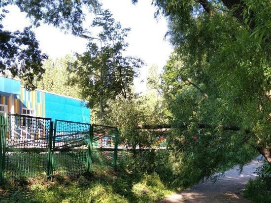 На Касимовском шоссе в Рязани у входа в детский сад упало дерево