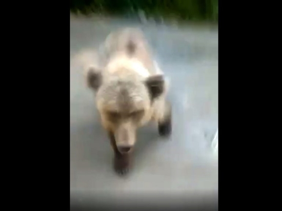 Жительницу Красноярского края на пустой дороге преследовал молодой медведь