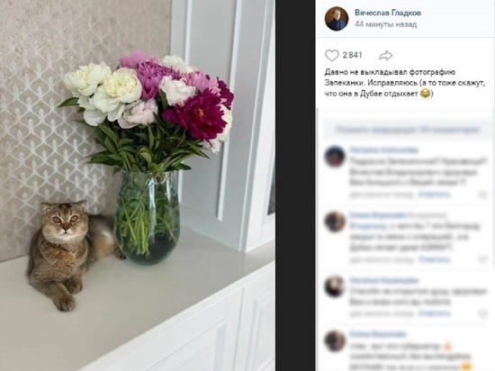 Белгородский губернатор поделился фото кошечки Запеканки и пошутил насчет ее отъезда в Дубай