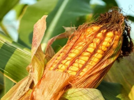 Диетолог рассказал, чем кукуруза полезна для кожи
