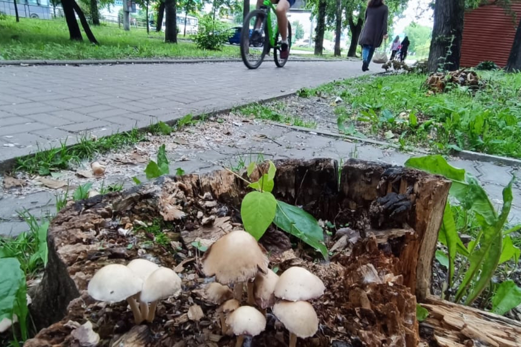 Тротуар с грибами нашелся в Хабаровске