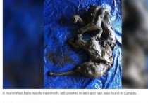 Согласно пресс-релизу правительства Юкона, горняки, работающие на золотых приисках Клондайк, обнаружили во вторник замороженного детеныша шерстистого мамонта на территории Трондэк-Хвеч