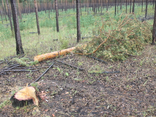 В Кижингинском районе Бурятии «чёрный лесоруб» нарубил 20 сосен