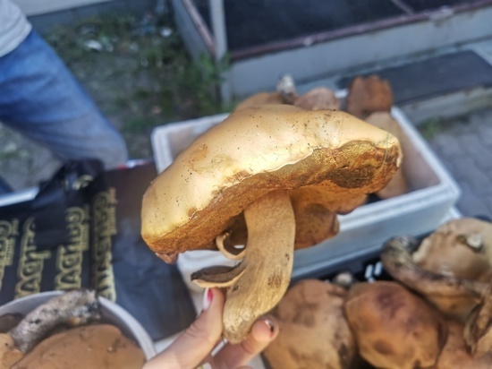 Чем полезны, рецепты и стоимость грибов - в материале «МК в Хабаровске»