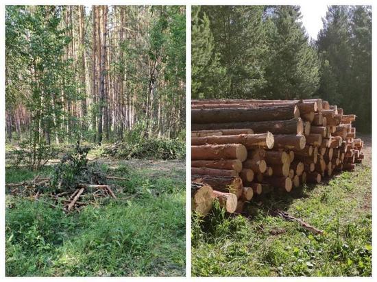 "Законно ли?": жители Новосибирской области возмущены массовой вырубкой лесов
