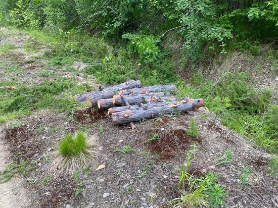 Лесничество в Хабаровском крае допустило незаконную рубку деревьев
