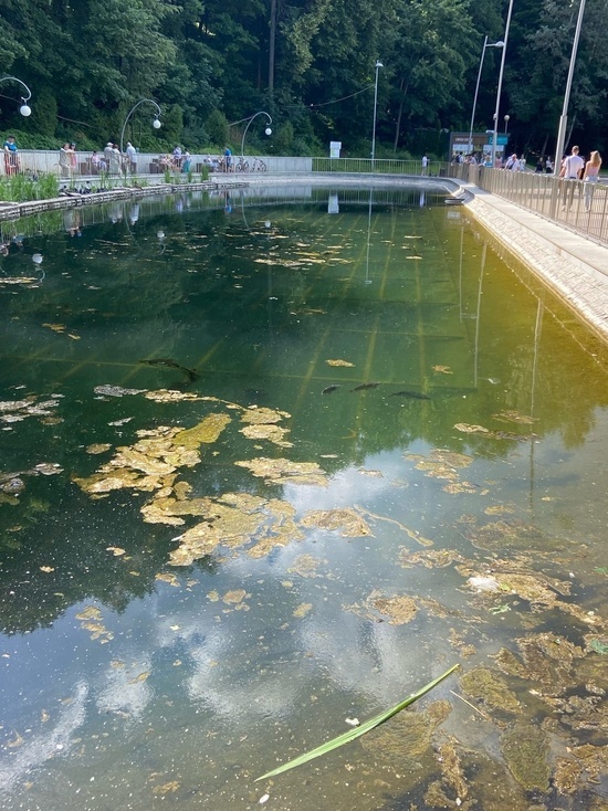 Воронежцы пожаловались на грязный пруд в Центральном парке и он тут же стал чистым