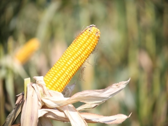 Диетолог Арзамасцев рассказал о пользе кукурузы для кожи и волос