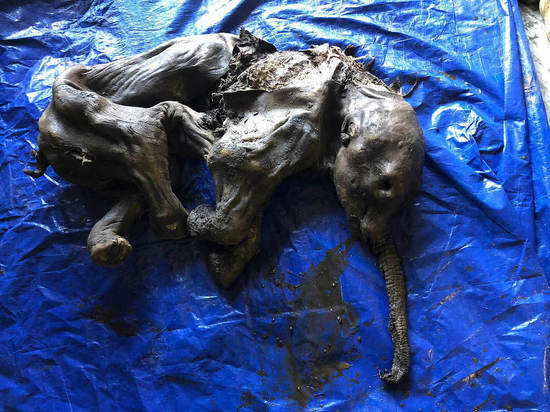 Золотоискатель нашел отличную мумию древнего мамонта