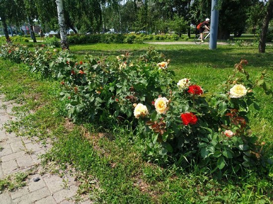 На дорожной развязке в Челябинске зацвели розы