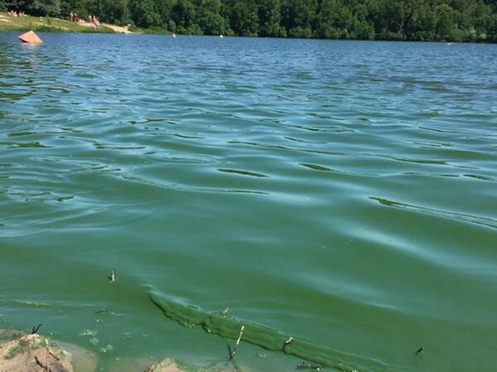 В Брянске зацвела вода в озере Мутном